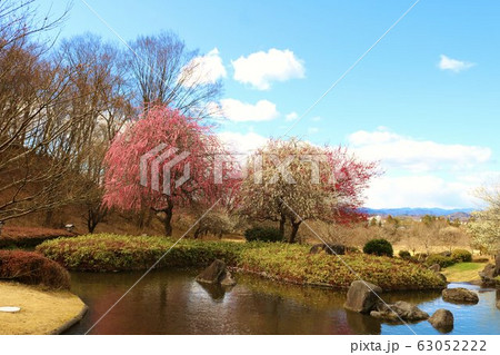 梅の花 空 春 風景 栃木県 みかもやま 梅の花 空 春 風景 栃木県 みかもやま 63052222