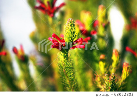 エリカ クリスマスパレードの赤い花の写真素材