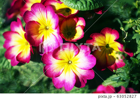 プリムラ　ポリアンサ の花 63052827