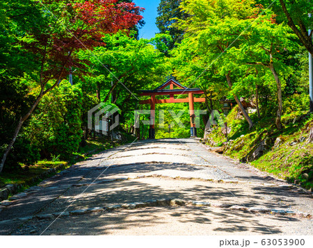 日吉大社の新緑 63053900