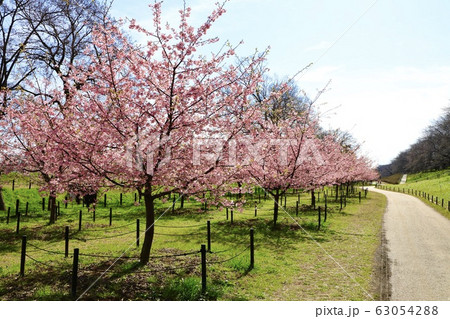 権現堂公園　春　満開　快晴 63054288