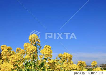 権現堂公園 春 満開 快晴 権現堂公園 春 満開 快晴 63054334