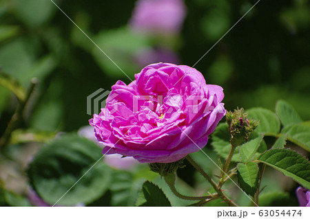 中之島公園のピンク色の薔薇（シャポー ドゥ ナポレオン） 63054474
