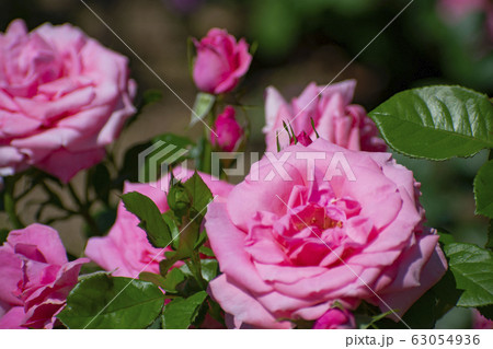 中之島公園のピンク色の薔薇(マガリ) 中之島公園のピンク色の薔薇(マガリ) 63054936