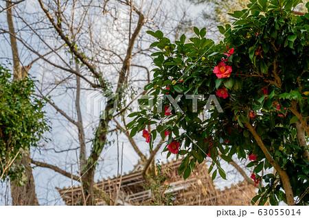 福井県　丸岡城（現存する日本最古の天守閣）2020年3月上旬 63055014