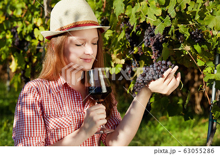 pretty young woman harvesting grapes 63055286