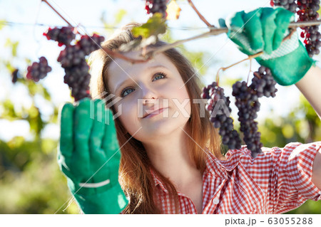 pretty young woman harvesting grapes 63055288