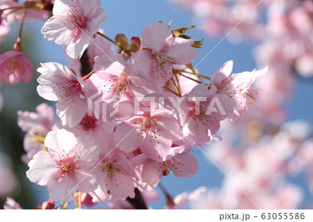 桜 63055586