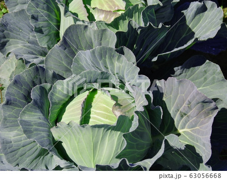 花びらのように巻きが奇麗なキャベツ 花びらのように巻きが奇麗なキャベツ 63056668