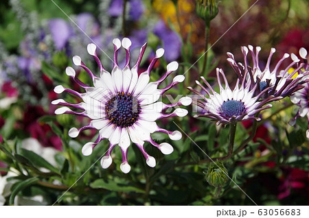 スプーン咲きの美しい花 63056683