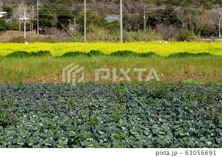 キャベツ畑と菜の花畑のコントラスト 63056691