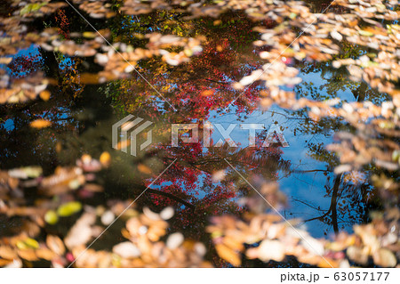 水面に映る紅葉 63057177