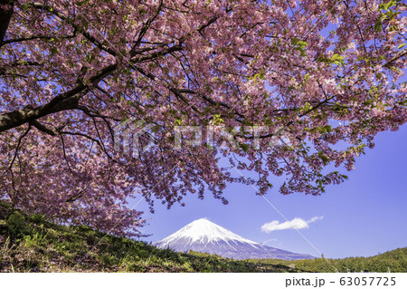 （静岡県）富士宮に咲く河津桜・富士山 63057725