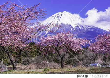 静岡県 富士宮に咲く河津桜 富士山の写真素材