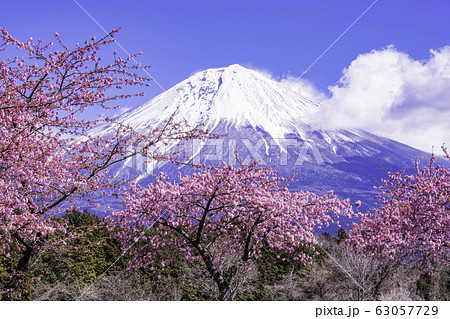 静岡県 富士宮に咲く河津桜 富士山の写真素材