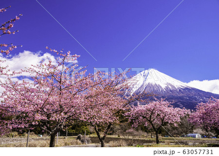 (静岡県)富士宮に咲く河津桜・富士山 (静岡県)富士宮に咲く河津桜・富士山 63057731