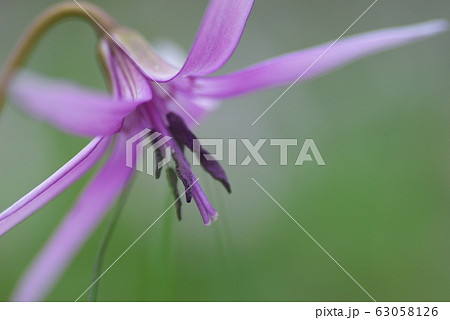 カタクリ・開きかけ・香嵐渓 カタクリ・開きかけ・香嵐渓 63058126