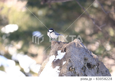 シジュウカラ 十勝 雪景色 シジュウカラ 十勝 雪景色 63058228