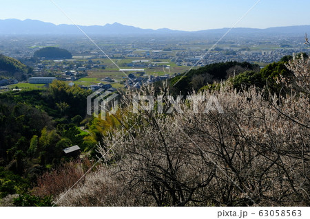 梅と奈良盆地の夕景（奈良県桜井市） 63058563