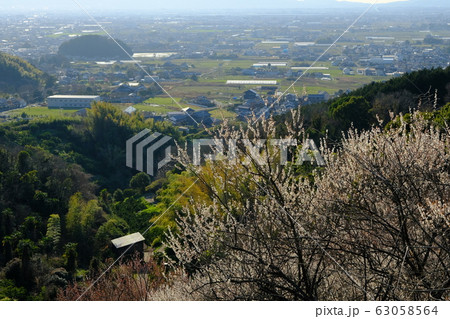 梅と奈良盆地の夕景(奈良県桜井市) 梅と奈良盆地の夕景(奈良県桜井市) 63058564