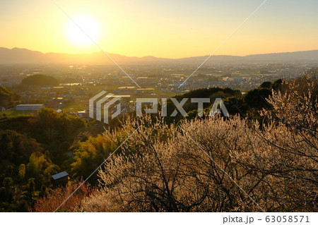 梅と奈良盆地の夕景（奈良県桜井市） 63058571
