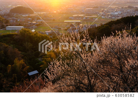 梅と奈良盆地の夕景(奈良県桜井市) 梅と奈良盆地の夕景(奈良県桜井市) 63058582