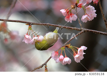 大寒桜とメジロ 63059138