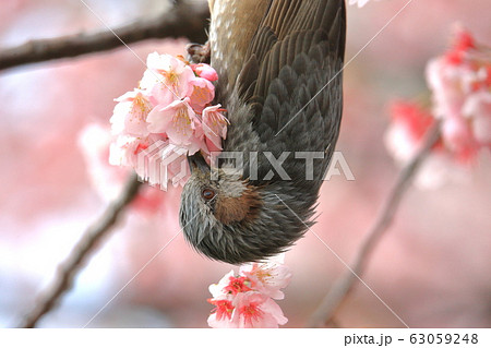 大寒桜とヒヨドリ 63059248