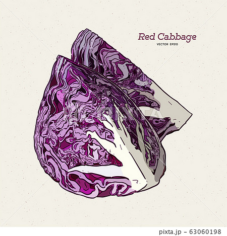 red cabbage, hand draw sketch vector. 63060198