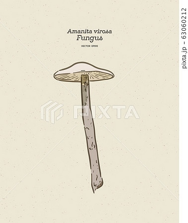 Amanita Virosa Commonly Known In Europe As Theのイラスト素材