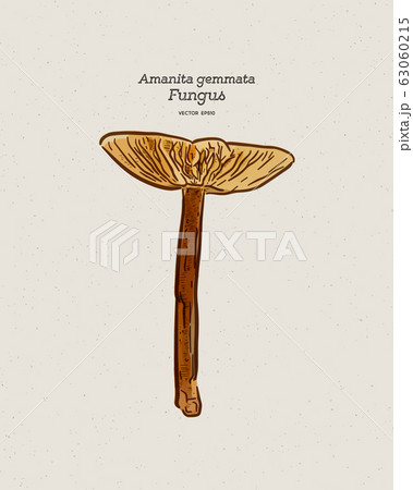 Amanita Gemmata Commonly Known As The Gemmedのイラスト素材