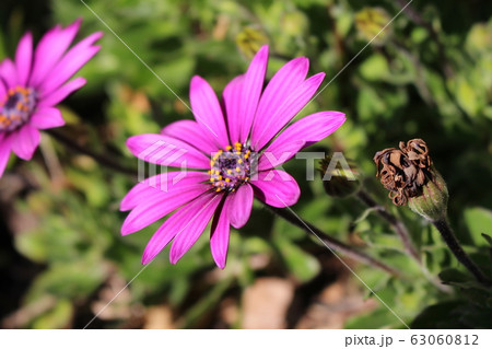 花 花 63060812