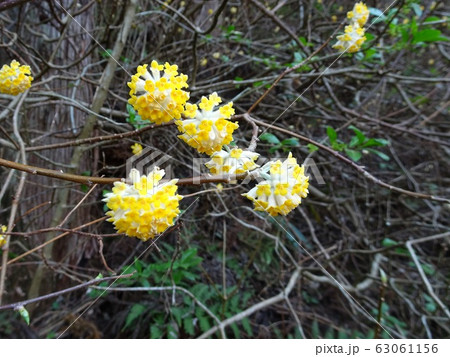黄色いポンポンのような三叉の花 63061156
