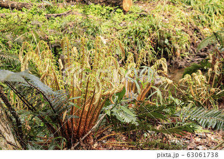 小網代の森（早春） 63061738
