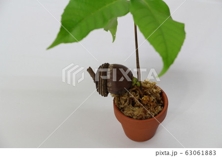 どんぐり 63061883