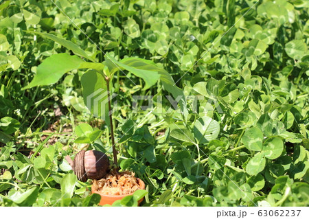 どんぐり どんぐり 63062237