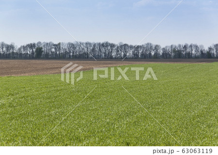 Rural spring landscape with green cereal field. Rural spring landscape with green cereal field. 63063119