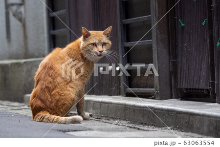 町の裏路地にいる茶色の野良猫 町の裏路地にいる茶色の野良猫 63063554