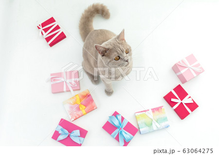 Scottish kitten and a lot of gifts on white background. Flat lay, Top view Scottish kitten and a lot of gifts on white background. Flat lay, Top view 63064275