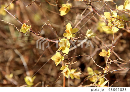 黄金 シモツケゴールドフレームの新芽の写真素材