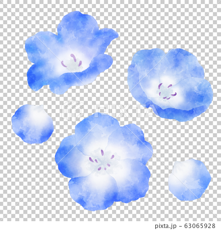 Nemophila藍色花水彩插圖 插圖素材 圖庫