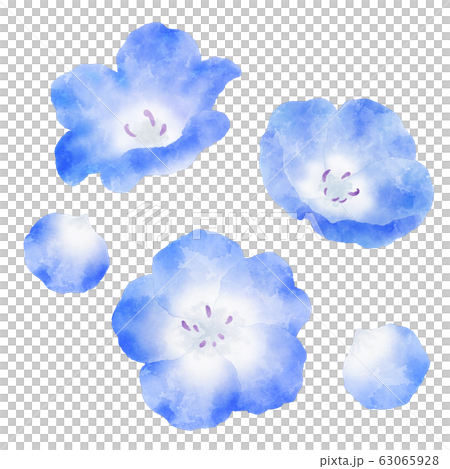 Nemophila Blue Flower Watercolor Illustration Stock Illustration