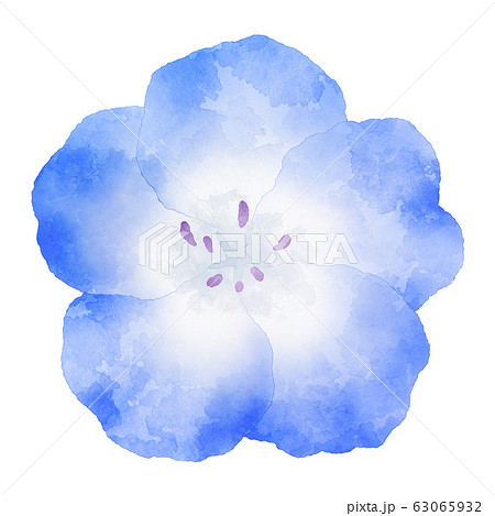 ネモフィラ 青い花 水彩風イラスト素材のイラスト素材