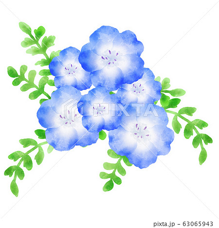 ネモフィラ 青い花 水彩風イラストのイラスト素材