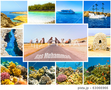The collage about coral reef in Ras Muhammad National Park 63066966
