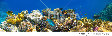Underwater world. Coral fishes of Red sea. Underwater world. Coral fishes of Red sea. 63067515