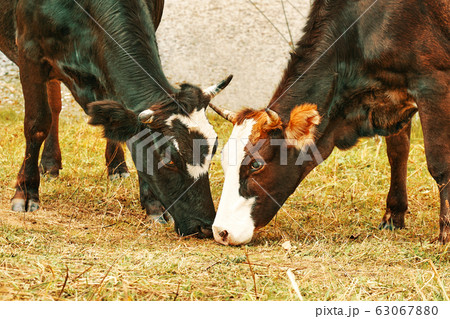 Herd of cows. Herd of cows. 63067880