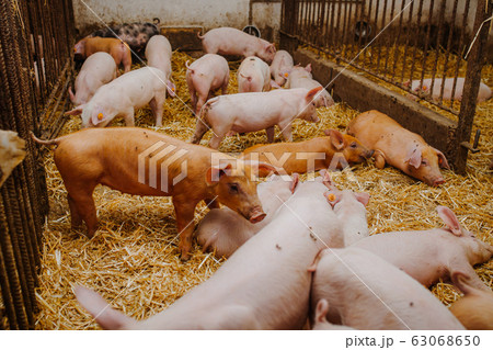 young pigs and piglets in barn livestock farm 63068650