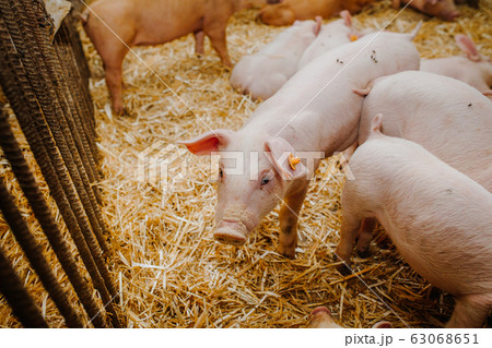young pigs and piglets in barn livestock farm 63068651