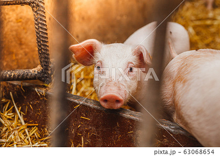 young pigs and piglets in barn livestock farm 63068654